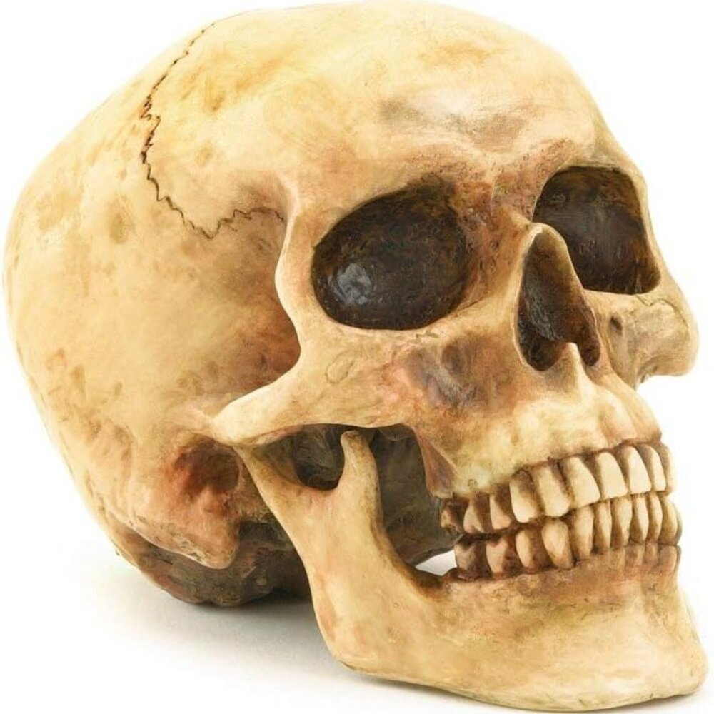 Grinning Highly Realistic Replica Human Skull Statue Home Décor 6.5x4.25x4.6"